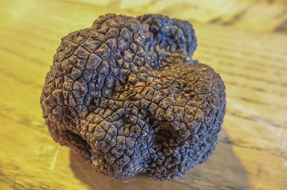culinaire specialiteiten zwarte truffel van saint paul trois chateaux
